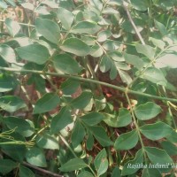 Jasminum grandiflorum L.